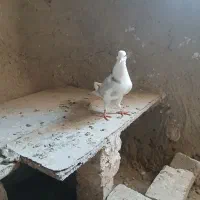 دوتاکبوترماده شازده وپشدار ویک عددنرهما|پرنده|زابل, |دیوار