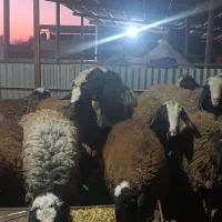 قوچ شال اسیل|حیوانات مزرعه|اقبالیه, |دیوار