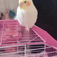 عروس هلندی سخنگو