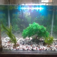 اکفاریم ماهی ها با 20عدد ماهی کپی. مولی .زبره