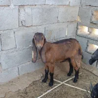 فروش دو عدد کهره نر و ماده|حیوانات مزرعه|رودخانه, |دیوار