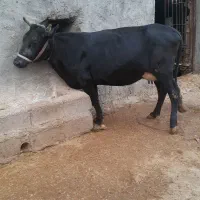 گاو داشتی|حیوانات مزرعه|مسجد سلیمان, |دیوار