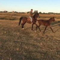 فروش اسب مادیون عالی|اسب و تجهیزات اسب‌سواری|ارومیه, |دیوار