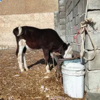 گوساله نر مهران