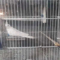 عروس هلندی نر