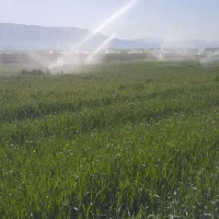 گندم سیروان