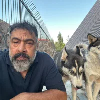 واگذاری هاسکی نر و ماده عقیم شده|سگ|آبعلی, |دیوار