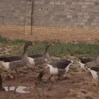 غاز|حیوانات مزرعه|زارچ, |دیوار