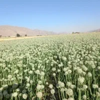 بذر پیاز روز کوتاه