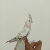 جوجه عروس هلندی ایزابلا ، مرواریدی ، سینامون