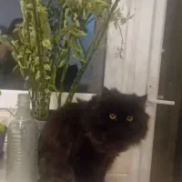 گربه پرشین|گربه|تهران, تهرانپارس غربی|دیوار