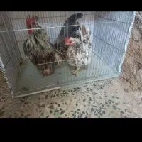 مرغ خروس مینیاتوری سایز ریز