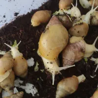 حلزون آچاتینا