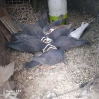 کفتر زاغ ریشی