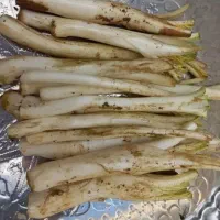 کنگر تازه شنگ زنجان تازه شیرین