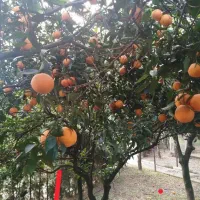 پرتقال و نارنج و نارنگی