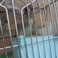 سهره نر جوجه قفس اروم معاوضه