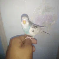 پرنده مرغ عشق