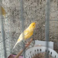 قناری نروماده|پرنده|تهران, تهرانپارس شرقی|دیوار