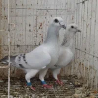 شامی، متن خوانده شود
