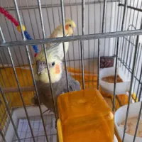 یک جفت عروس هلندی