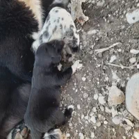 توله قدرجون