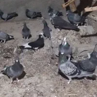 کبوتر شهری سبز همه نره|پرنده|برازجان, |دیوار