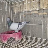 سه.عددکبوتر‌پلاکی‌مسافتی‌پدر‌مادر‌نشسته|پرنده|مسجد سلیمان, |دیوار