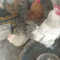 مرغ و خروس