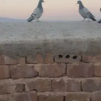 کبوتر بوم|پرنده|زاوه, |دیوار