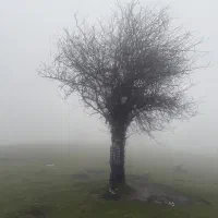 موکت پیدا شده