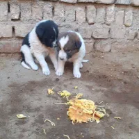 توله سرابی|سگ|اسدآباد, |دیوار