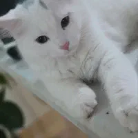 گربه