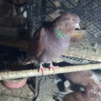 سرخ نوک سفید|پرنده|گرگان, |دیوار