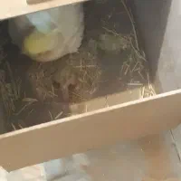 فروش فوری عروس هلندی شاه تخم فول مولد جوان|پرنده|فارسان, |دیوار