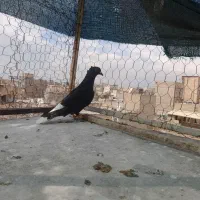 کفتر یا کبوتر زاق دم سفید نر