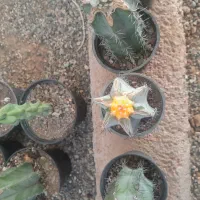 گلو و گیاه|گل و گیاه طبیعی|قزوین, |دیوار