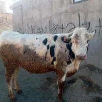 ۲رس گوساله چاق