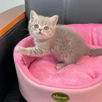 دنیای گربه های|گربه|رشت, چله خانه|دیوار