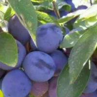 تولید نهال آلو بخارا|خدمات باغبانی و درختکاری|برزک, |دیوار