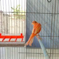 قناری نر قرمز بخون