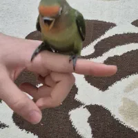 طوطی برزیلی جوجه ۲ ماهه