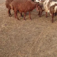 بره|حیوانات مزرعه|کوهنانی, |دیوار