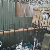 فروش جفت مولد عروس هلندی و برزیلی|پرنده|جهرم, |دیوار