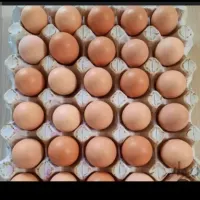 تخم مرغ محلی