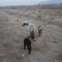 قوچ هترو|حیوانات مزرعه|یزد, |دیوار