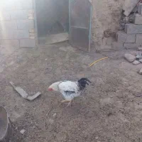 خروس برهما درشت وزیبا|حیوانات مزرعه|سبزوار, قصبه شرقی|دیوار