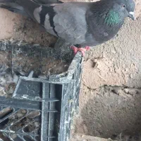 دو عدد کبوتر گرفتنی