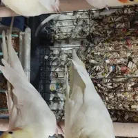 3 تا  عروس به قیمت|پرنده|فردیس, شهرک ارم|دیوار