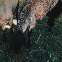 میش و بره